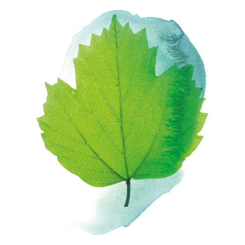 green oval leaf